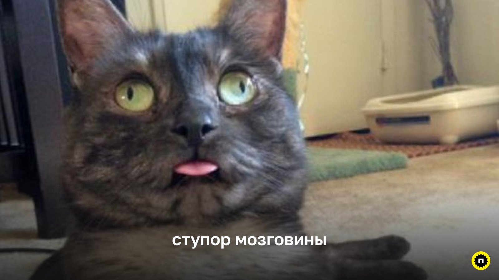 Всегда подсказывайте пользователю, как работает ваш интерфейс Пародия на типичного пользователя, который запутался в интерфейсе