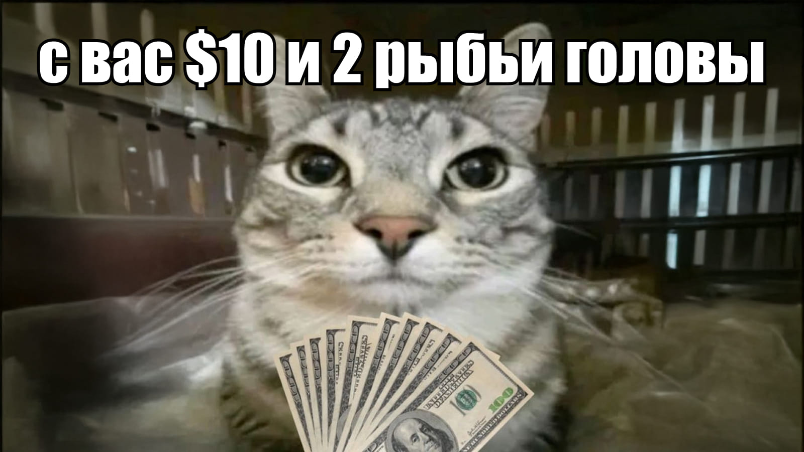 С вас 10 долларов и рыбьи головы - мем с котом